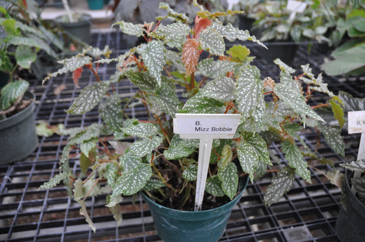 B. ‘Mizz Bobbie’